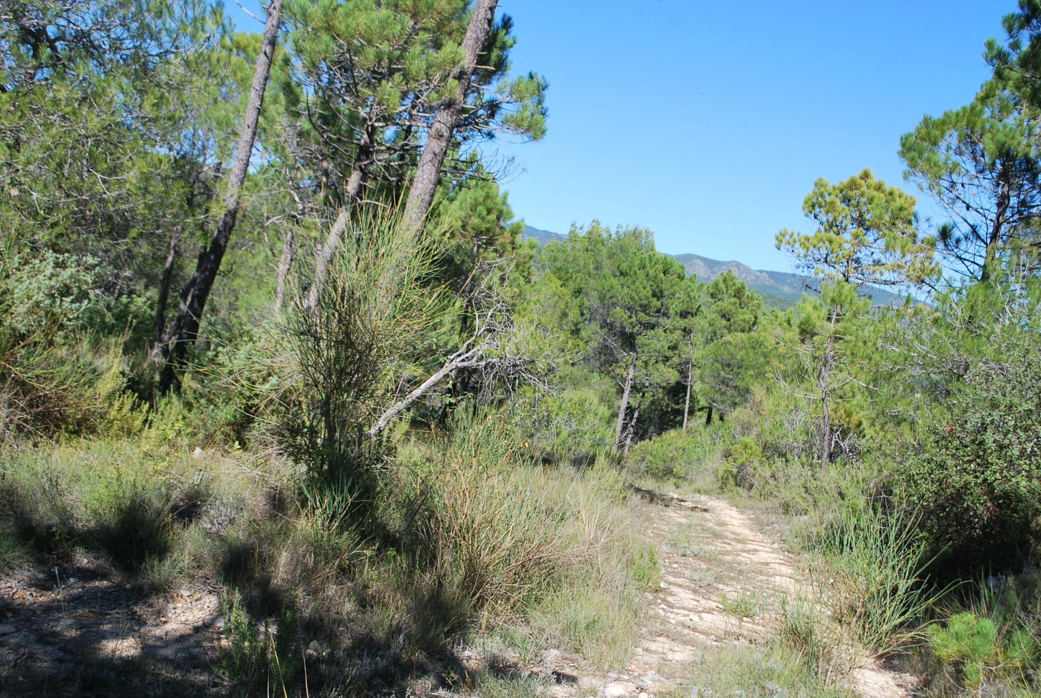 terrain viabilise salernes · 131 000 €