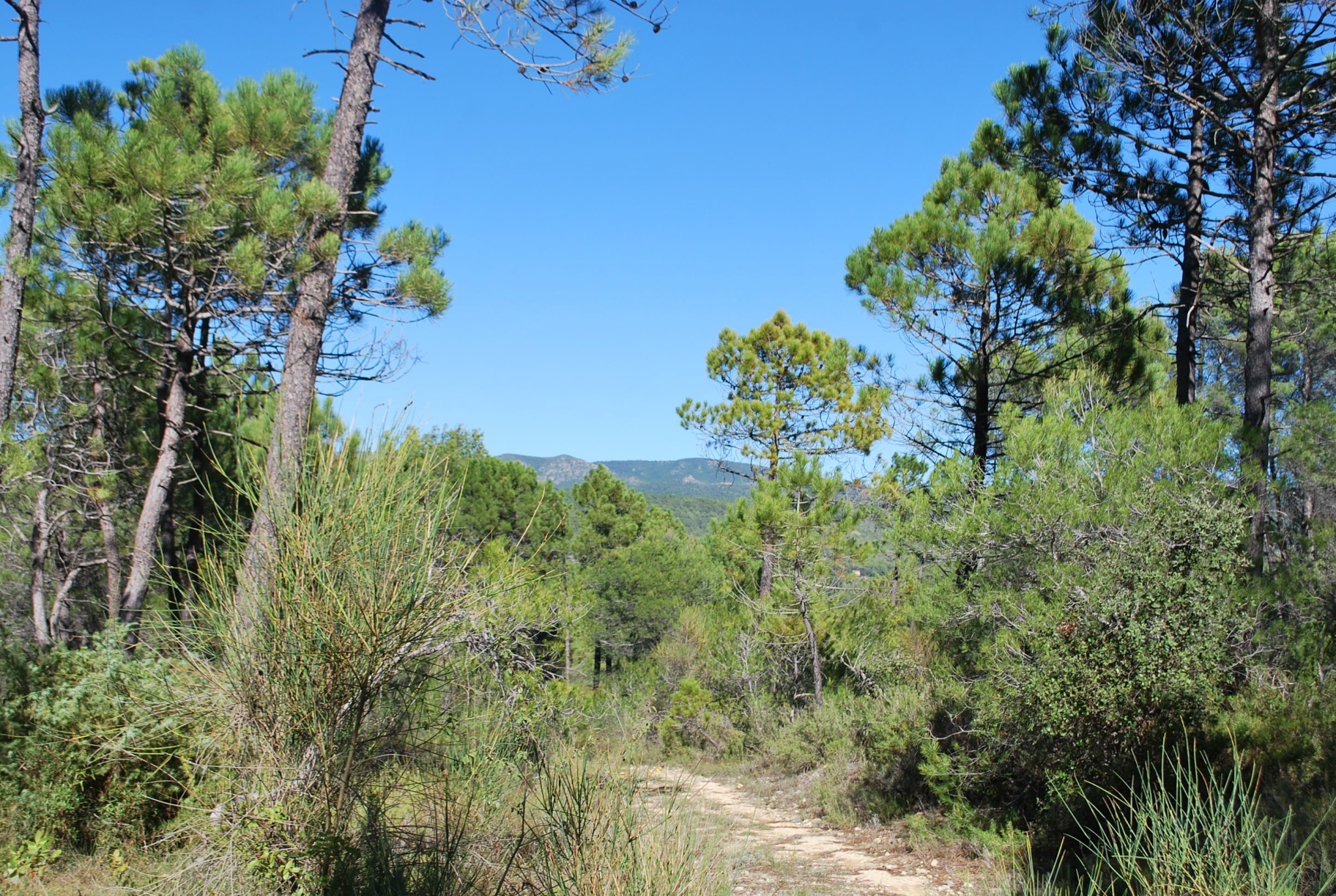 salernes terrain constructible · 121 000 €
