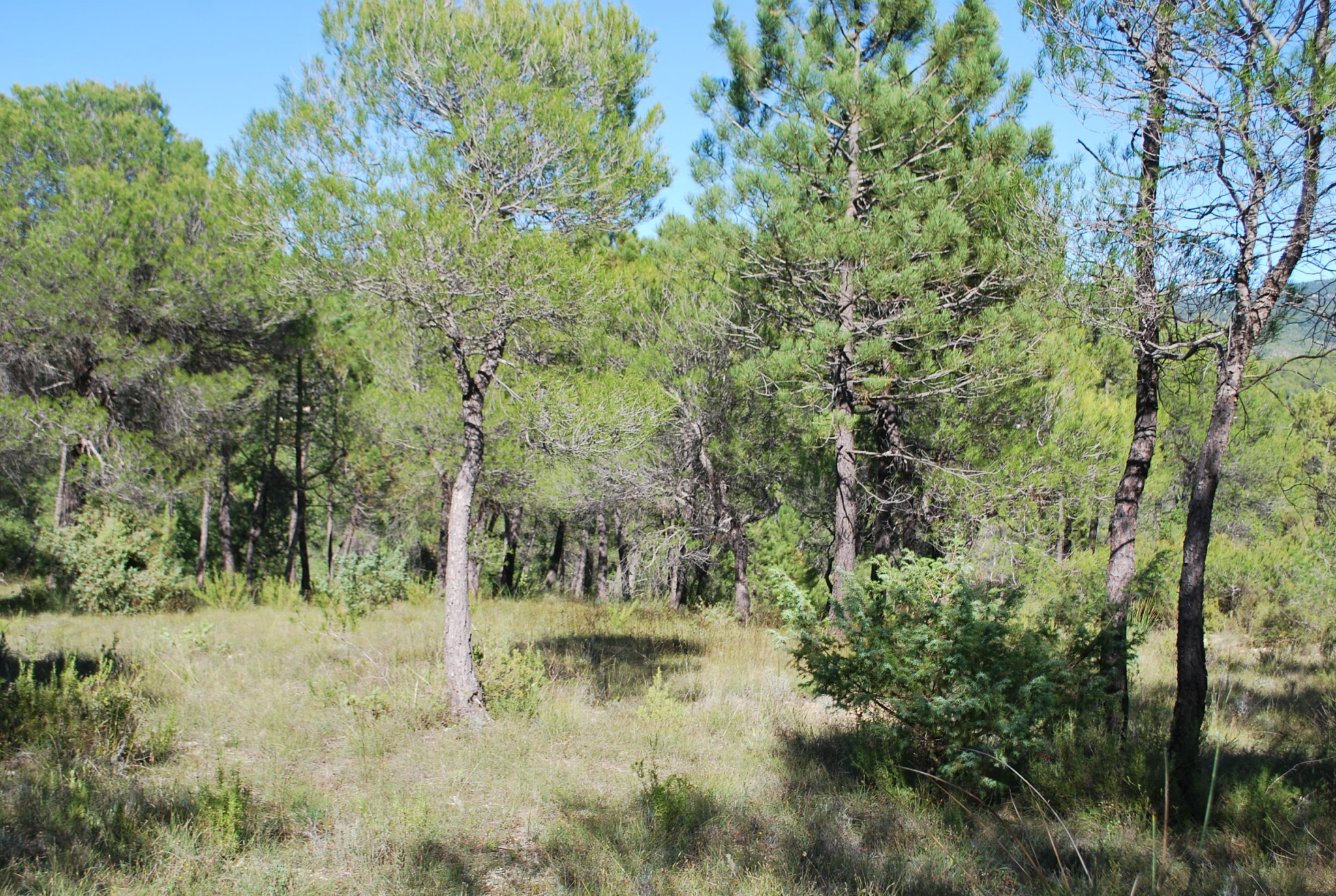 terrain viabilise salernes · 126 000 €